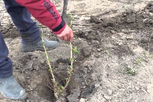 blackberry transplant