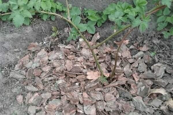 planting blackberries