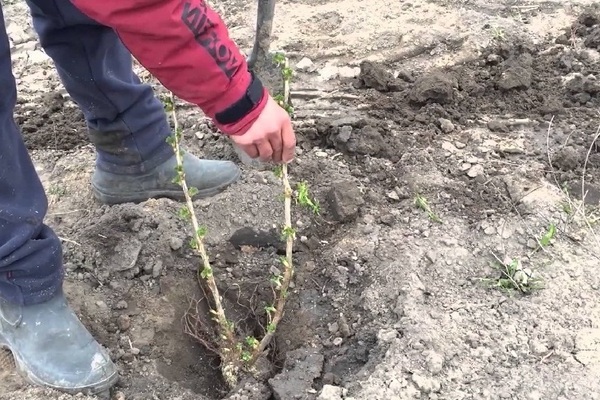 planting blackberries