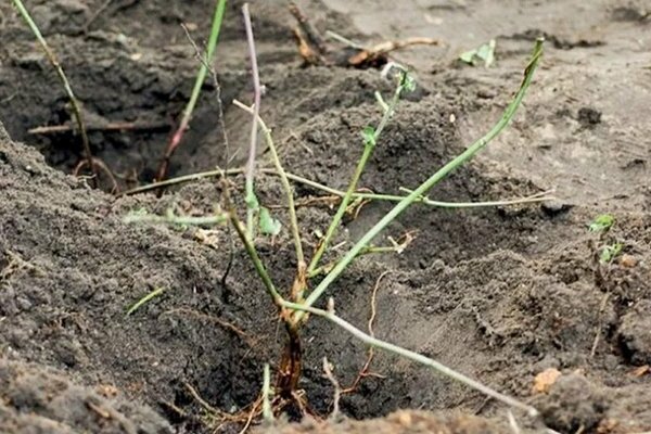 blackberry transplant