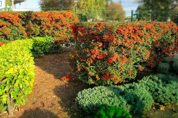 pyracantha + u pejzažnom dizajnu