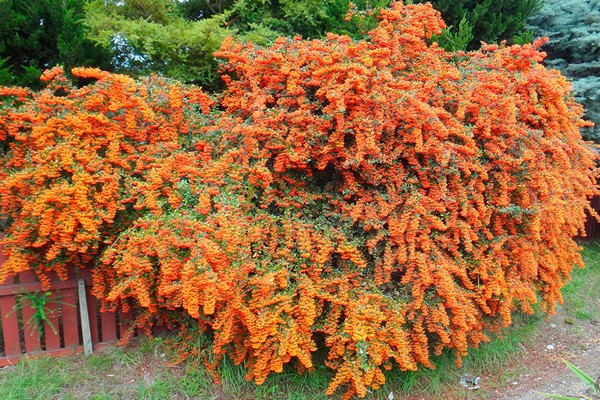 fotografija pyracantha