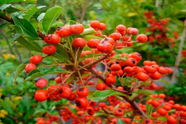 soins pyracantha