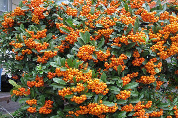 wachsende pyracantha