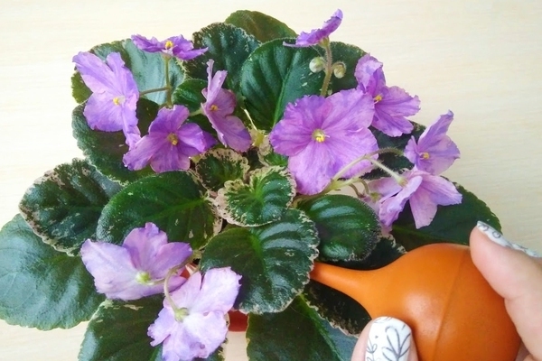 how to water violets