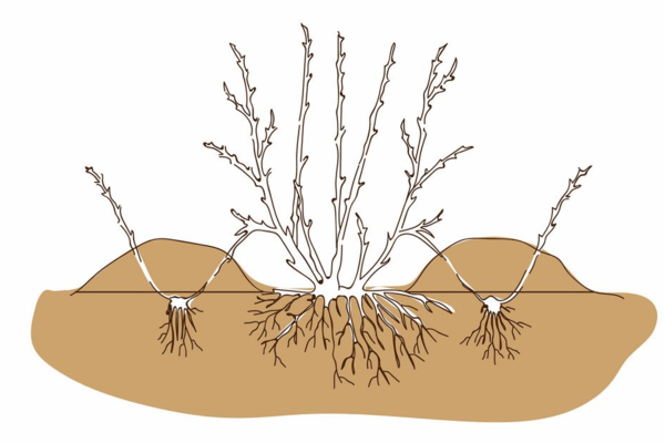 blackberry breeding