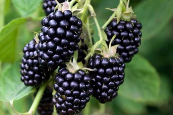 mga review ng larawan ng blackberry varieties