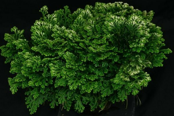 selaginella