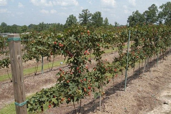 Spalier für Brombeeren