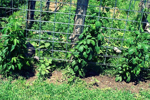 Spalier + für Brombeeren + selber machen