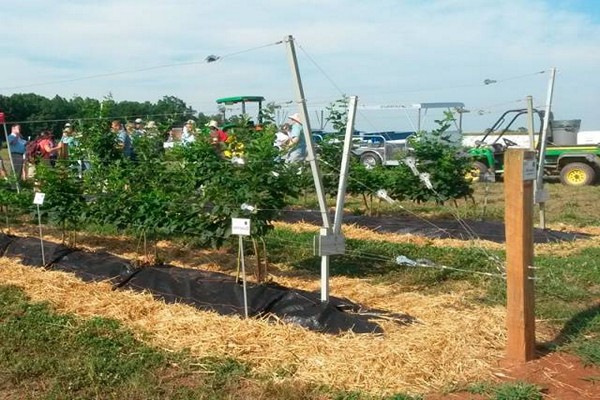 blackberry cultivation