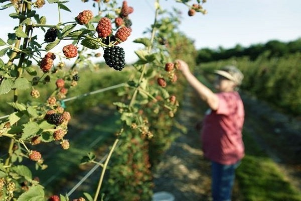 Spalier für Brombeeren