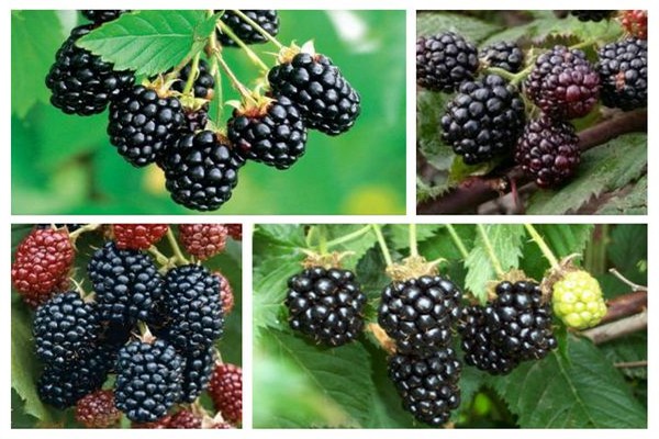 paglalarawan ng mga varieties ng blackberry