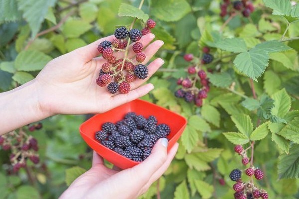 paglalarawan ng mga varieties ng blackberry