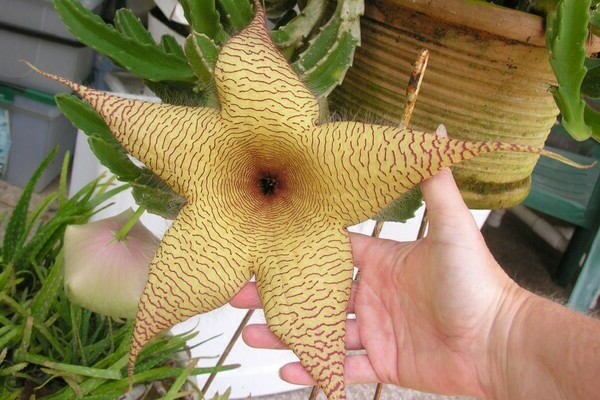 stapelia