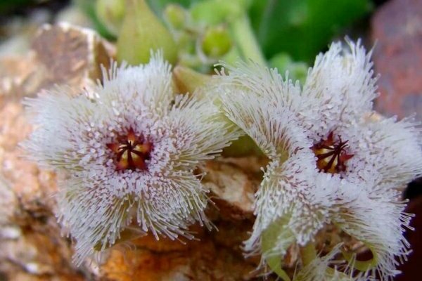 stapelia