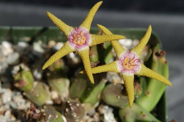 stapelia