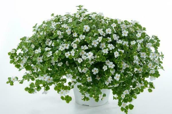 bacopa plant