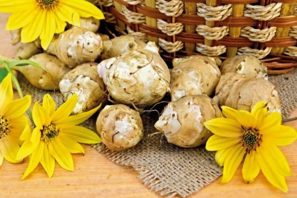 Jerusalem artichoke photos