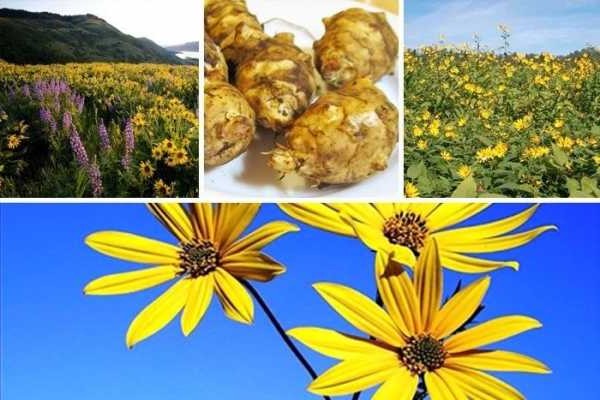 Jerusalem artichoke