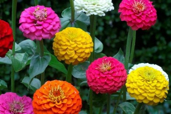 zinnia flowers