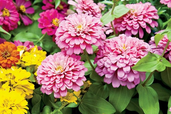 zinnia varieties