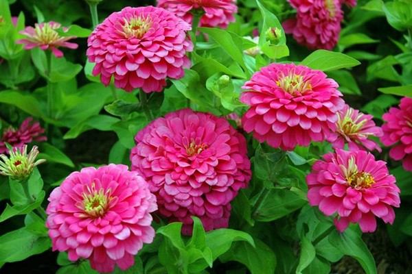 Zinniablütenfoto