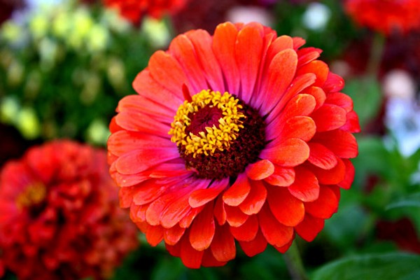 bouquet + of zinnias