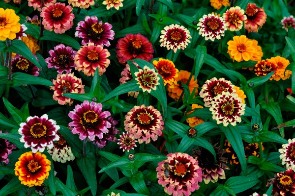 Zinniasamen