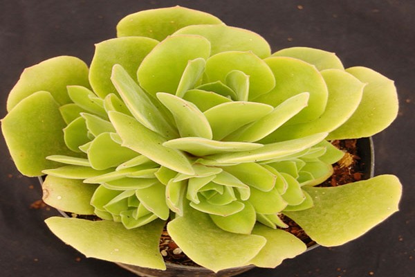 aeonium species