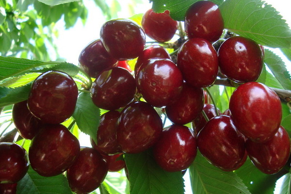 Cherry April