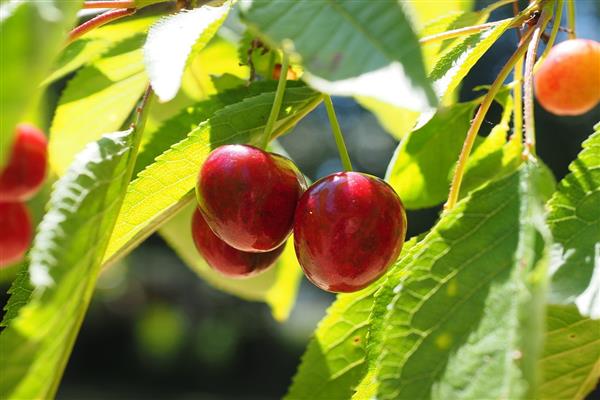 Fotografija Cherry Bereket