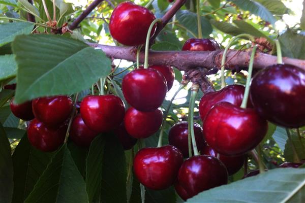 Cherry Dagestanka photo