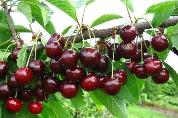 Cherry Donetsk na karbon