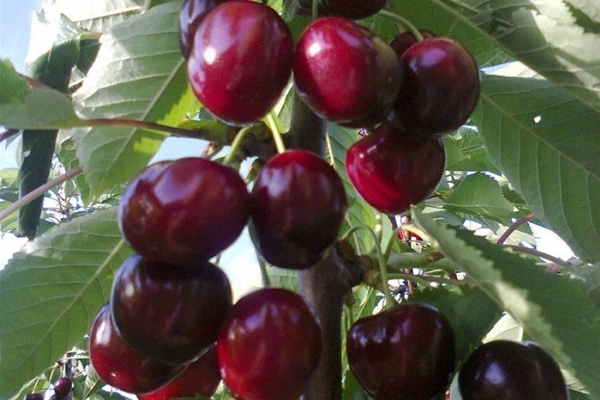 Cherry Donetsk na karbon