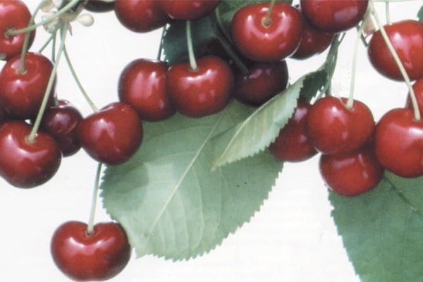 Sweet cherry raisin