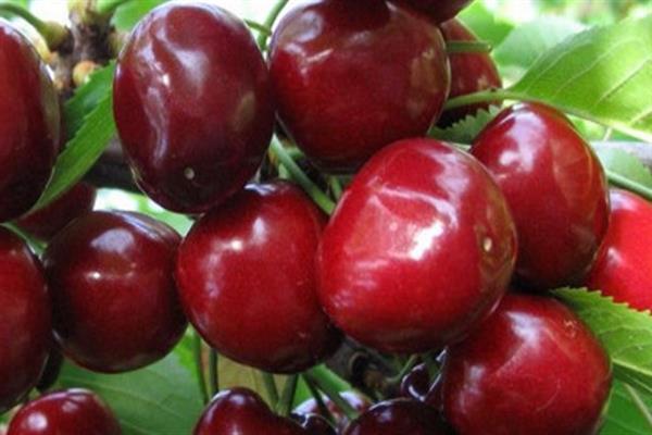 Larawan ng Cherry Caucasian