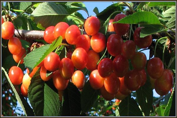 Cherry Gift of Ryazan photo