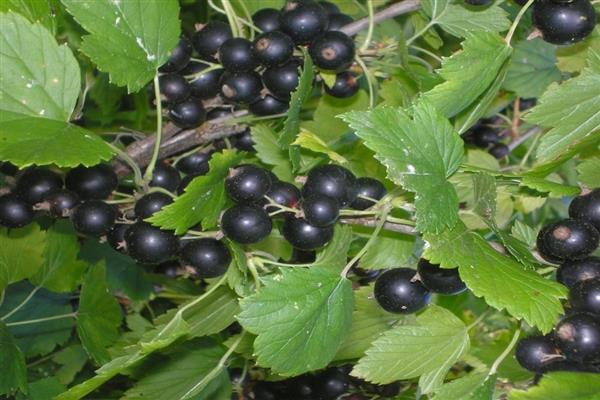 Black currant Vologda photo