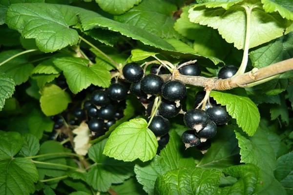 Black currant Bagheera photo