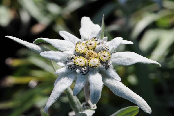 Edelweiss alpska fotografija