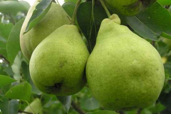 Pear Admiral Gervais