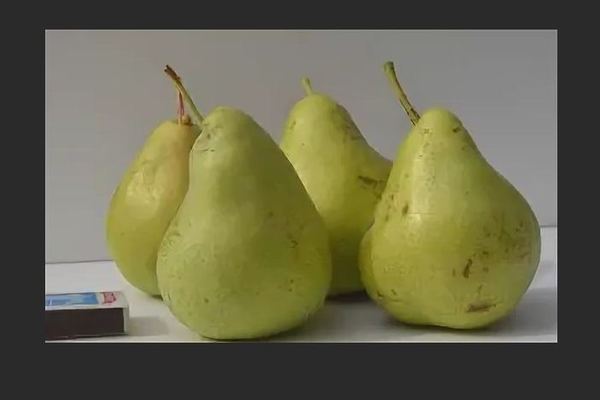 Pear Admiral Gervais