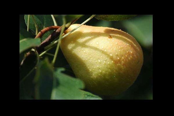 Pear Admiral Gervais