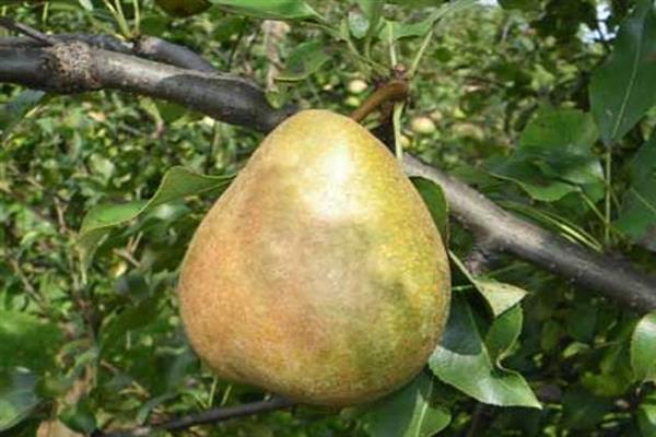 Larawan ng taglagas na Pear Bashkir