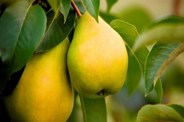 Pear Chernomyaska gully photo