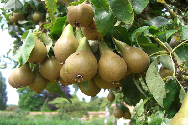 Pear Dagestan summer photo