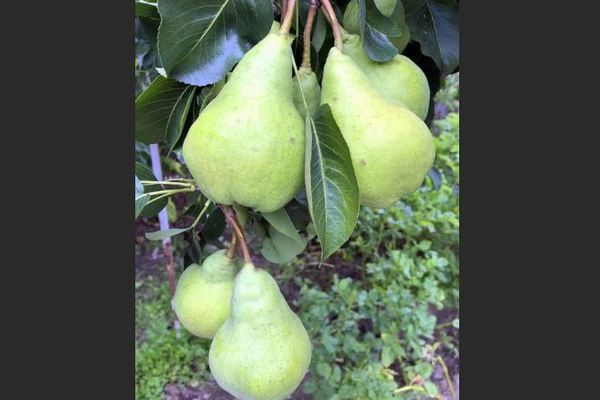 Dula pear