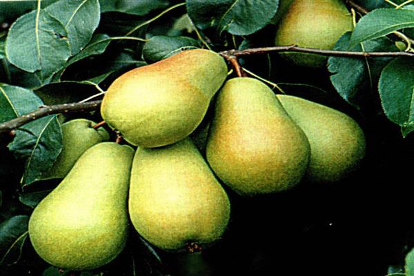 Larawan ng Pear Karataevskaya