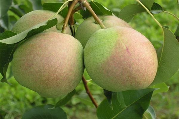 Pear Rossoshanskaya photo